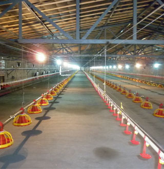 Automatic Controlled Broiler Shed